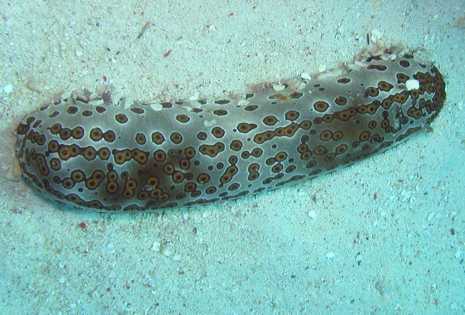 Image of Leopardfish