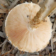 Plancia ëd Saproamanita nauseosa (Wakef.) Redhead, Vizzini, Drehmel & Contu 2016