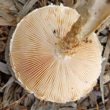 Image of Saproamanita nauseosa (Wakef.) Redhead, Vizzini, Drehmel & Contu 2016