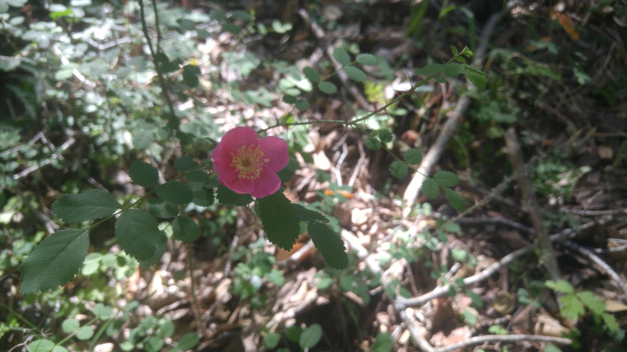 Imagem de Rosa gymnocarpa subsp. gymnocarpa