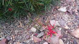 Image of Grevillea nudiflora Meissn.