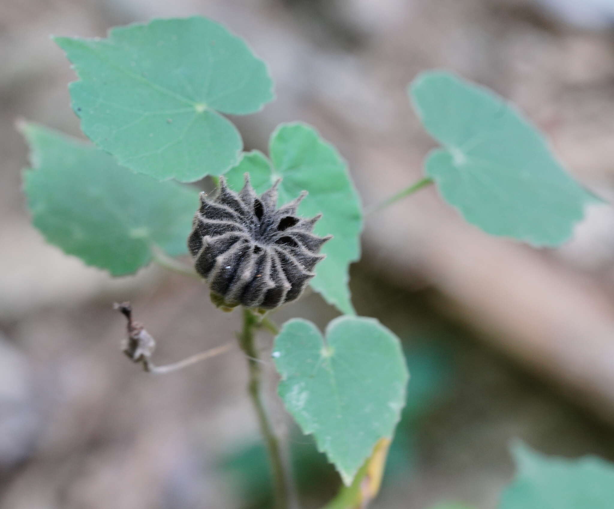 Imagem de Abutilon indicum (L.) Sweet