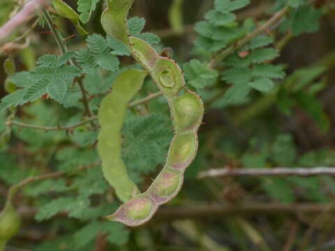 Image of Mimosa hamata Willd.