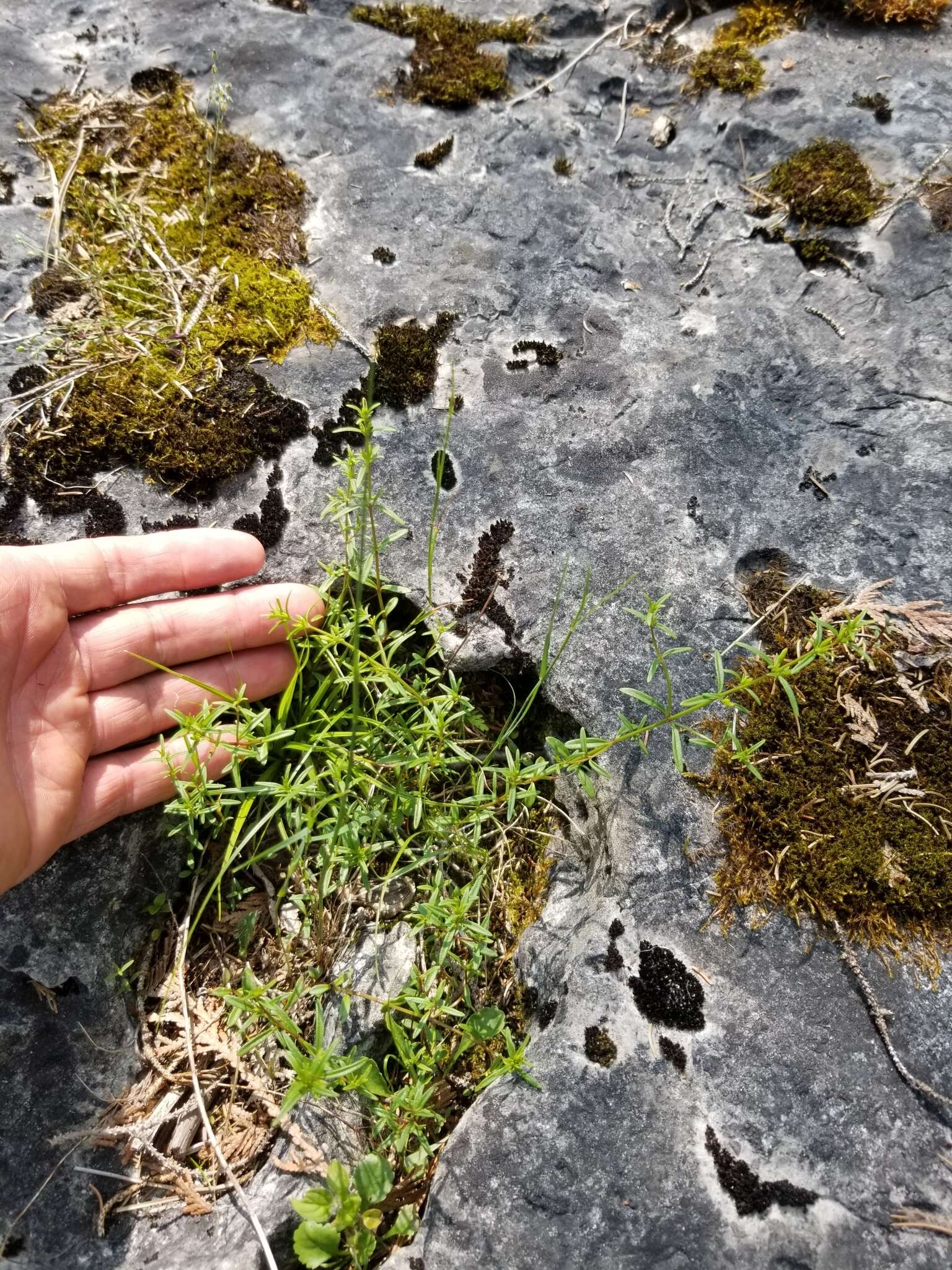 Image of Limestone Wild Basil