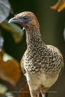 Image of Brazilian Chachalaca