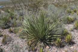 صورة Agave striata subsp. falcata (Engelm.) Gentry