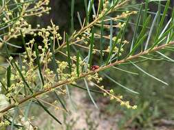 Imagem de Acacia linifolia (Vent.) Willd.