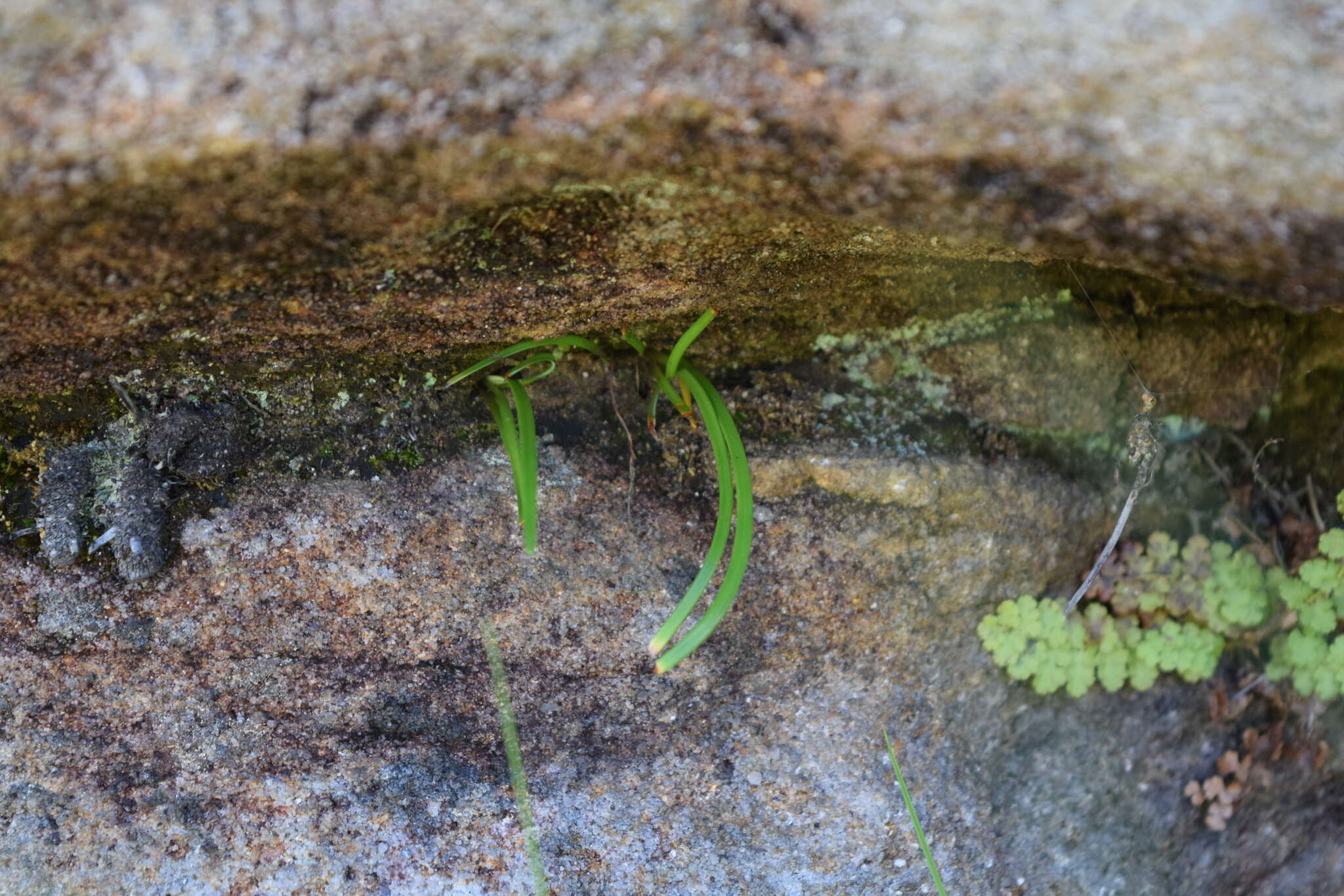 Image de Vittaria isoetifolia Bory