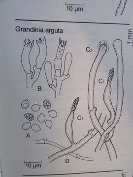 Image of Hyphodontia arguta (Fr.) J. Erikss. 1958