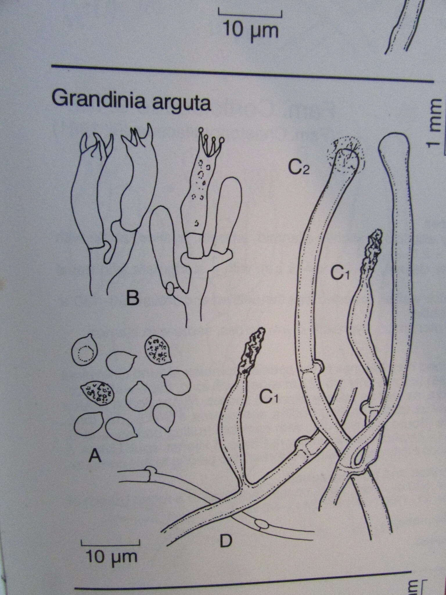 Image of Hyphodontia arguta (Fr.) J. Erikss. 1958