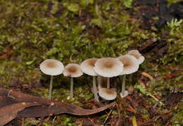 صورة Mycena fumosa Grgur. 2003