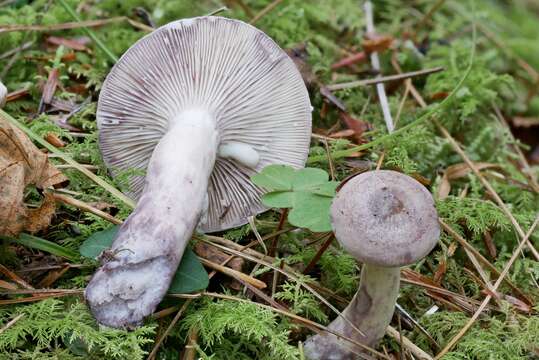 Image of Lactarius uvidus (Fr.) Fr. 1838