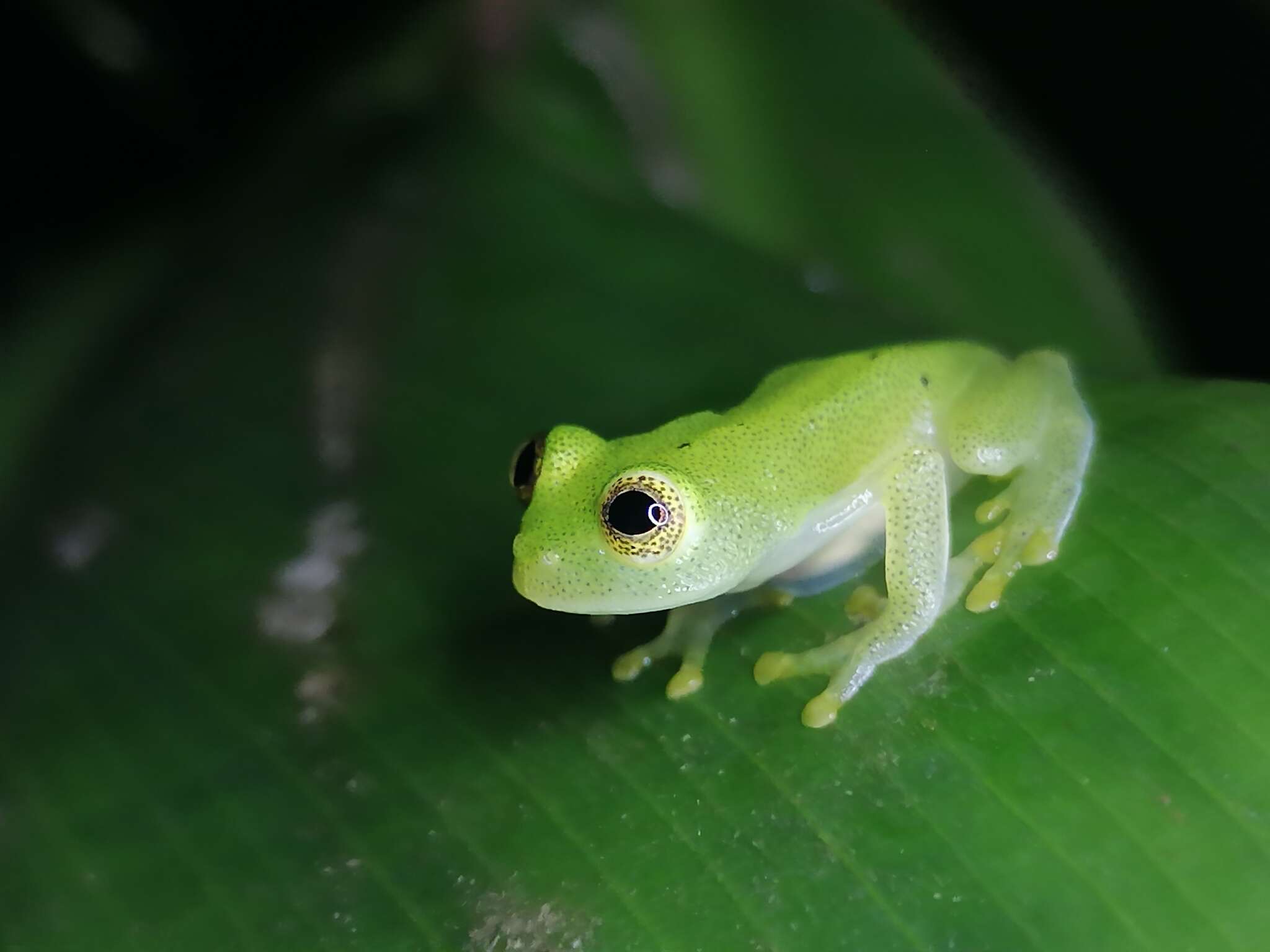 Image of Hyalinobatrachium orientale (Rivero 1968)