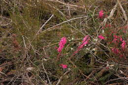 Plancia ëd Epacris impressa Labill.