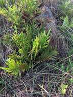 Image of Lomariocycas tabularis (Thunb.) Gasper & A. R. Sm.