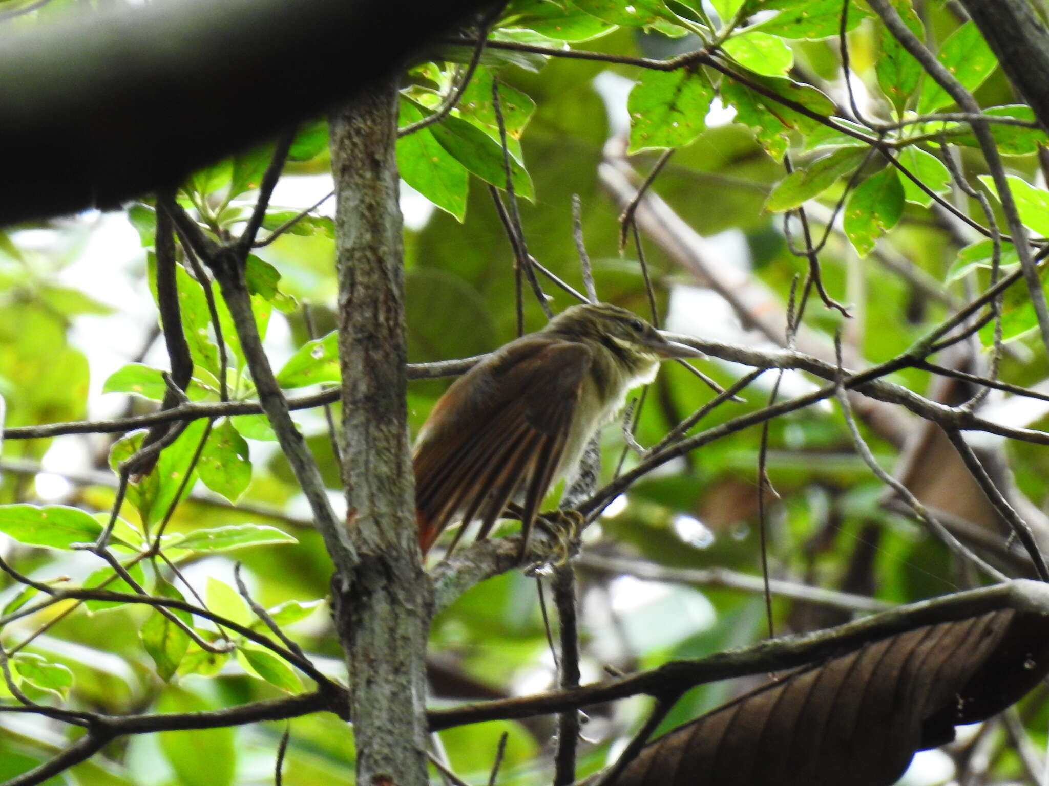 Image of Rufous-rumped Foliage-gleaner