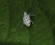 Image of Platyomus nigroguttatus Champion 1911