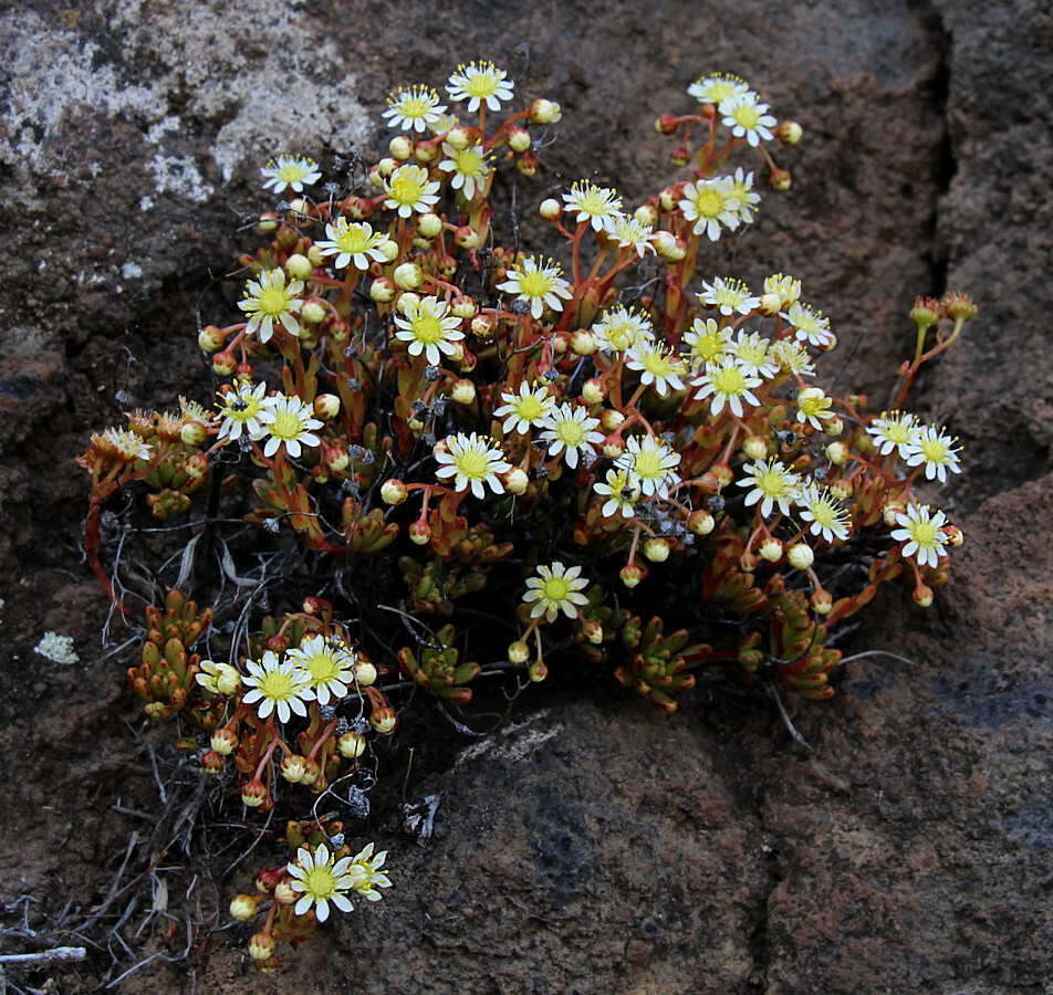 Image of Aeonium sedifolium (Webb ex Bolle) J. Pitard & L. Proust