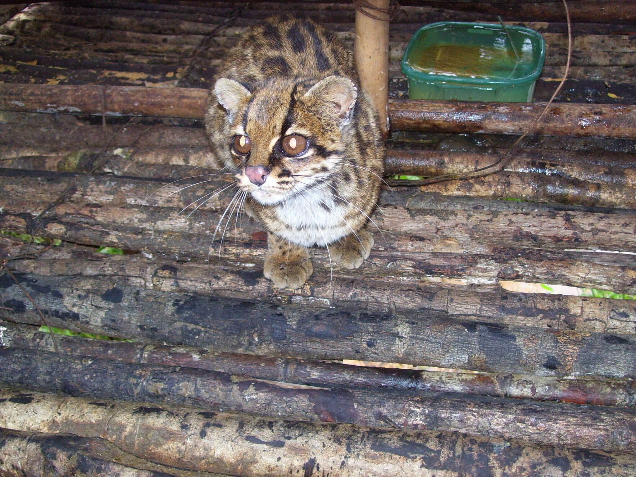 Image of little spotted cat