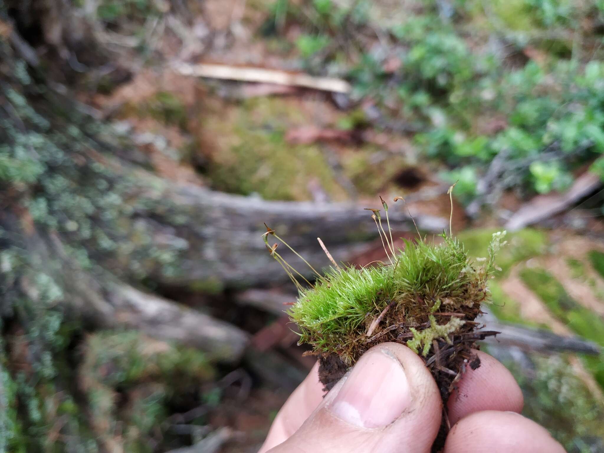 Image of fragile leaf dicranum moss