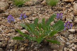 Image de Oxytropis altaica (Pall.) Pers.