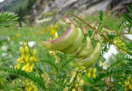 Image of Astragalus penduliflorus Lam.