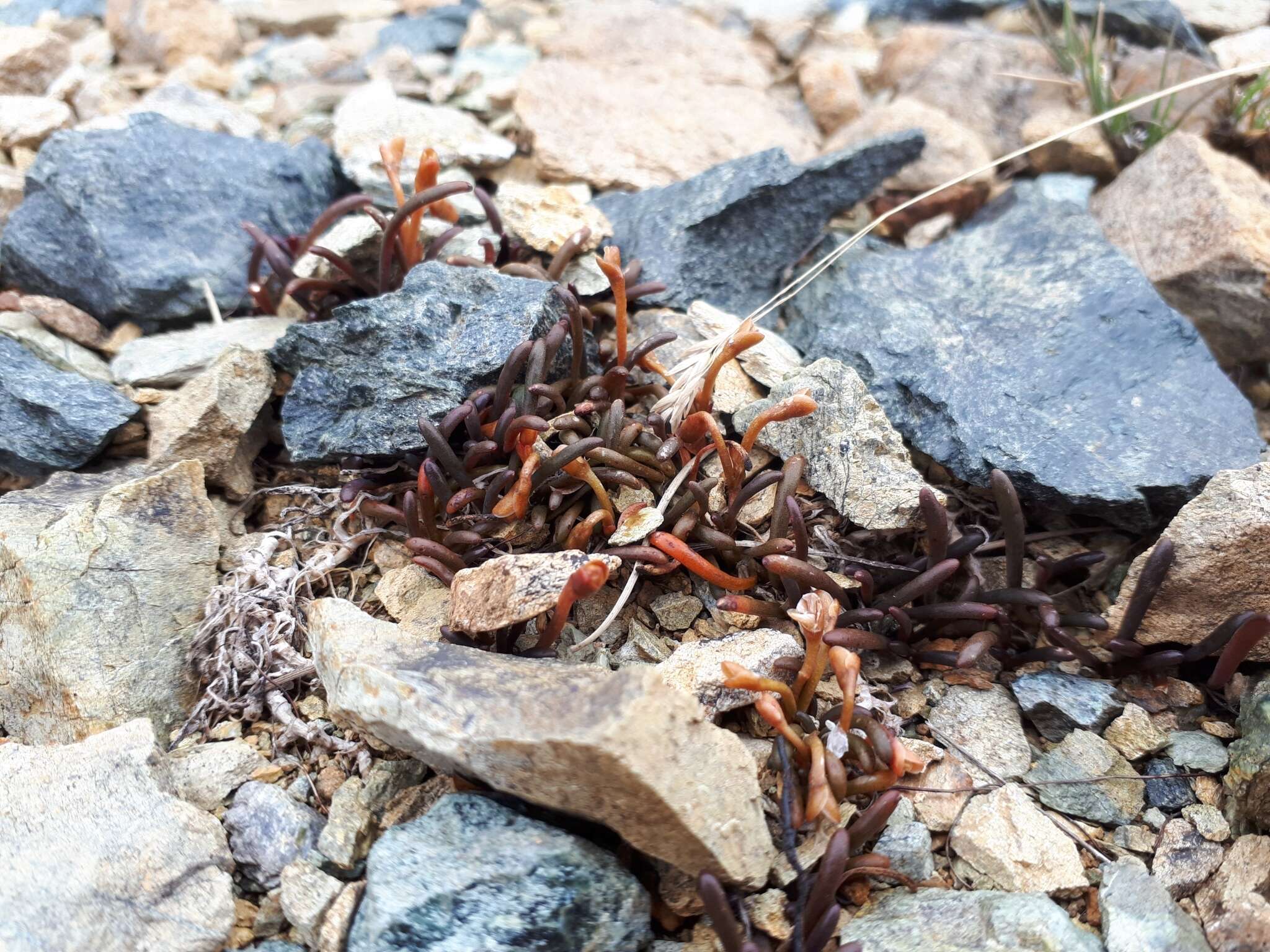 Image of Montia racemosa (Buchanan) Heenan