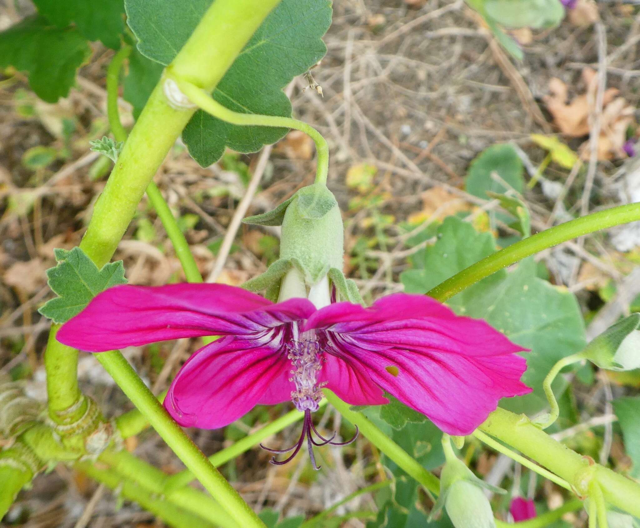 Imagem de <i>Malva <i>assurgentiflora</i></i> subsp. assurgentiflora