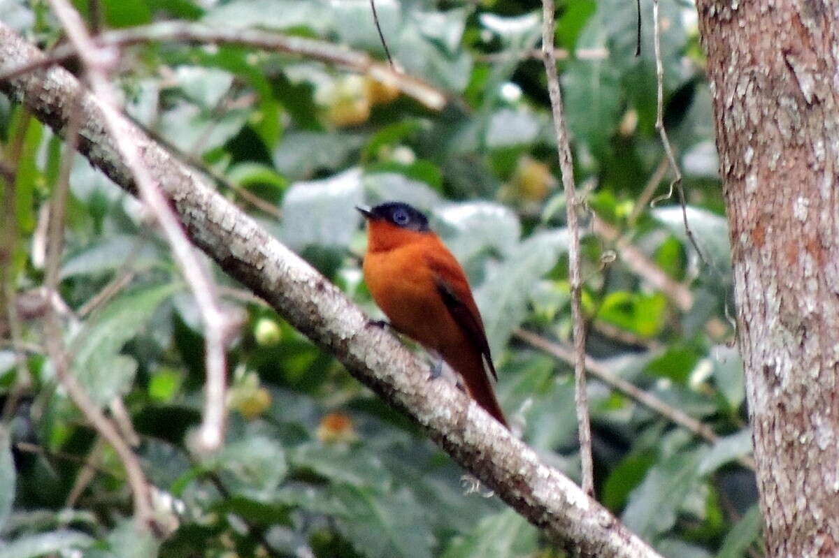 Image de Gobemouche paradis malgache