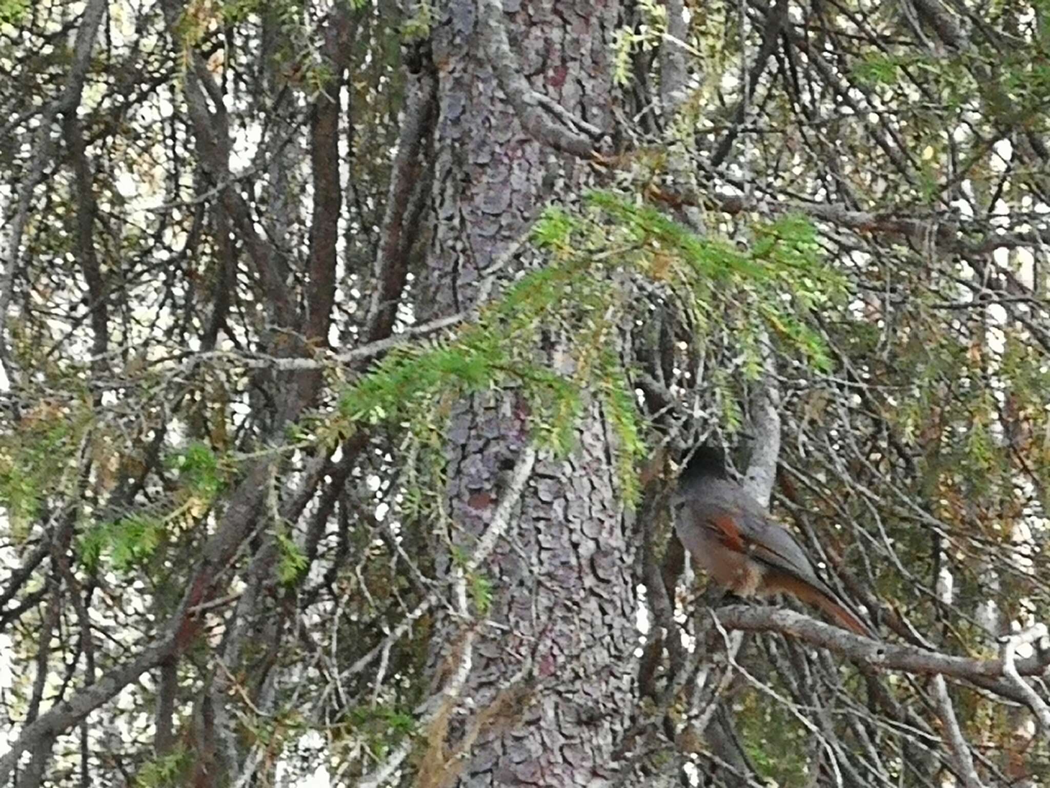 Image of Siberian Jay