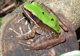 Image of large odorous frog