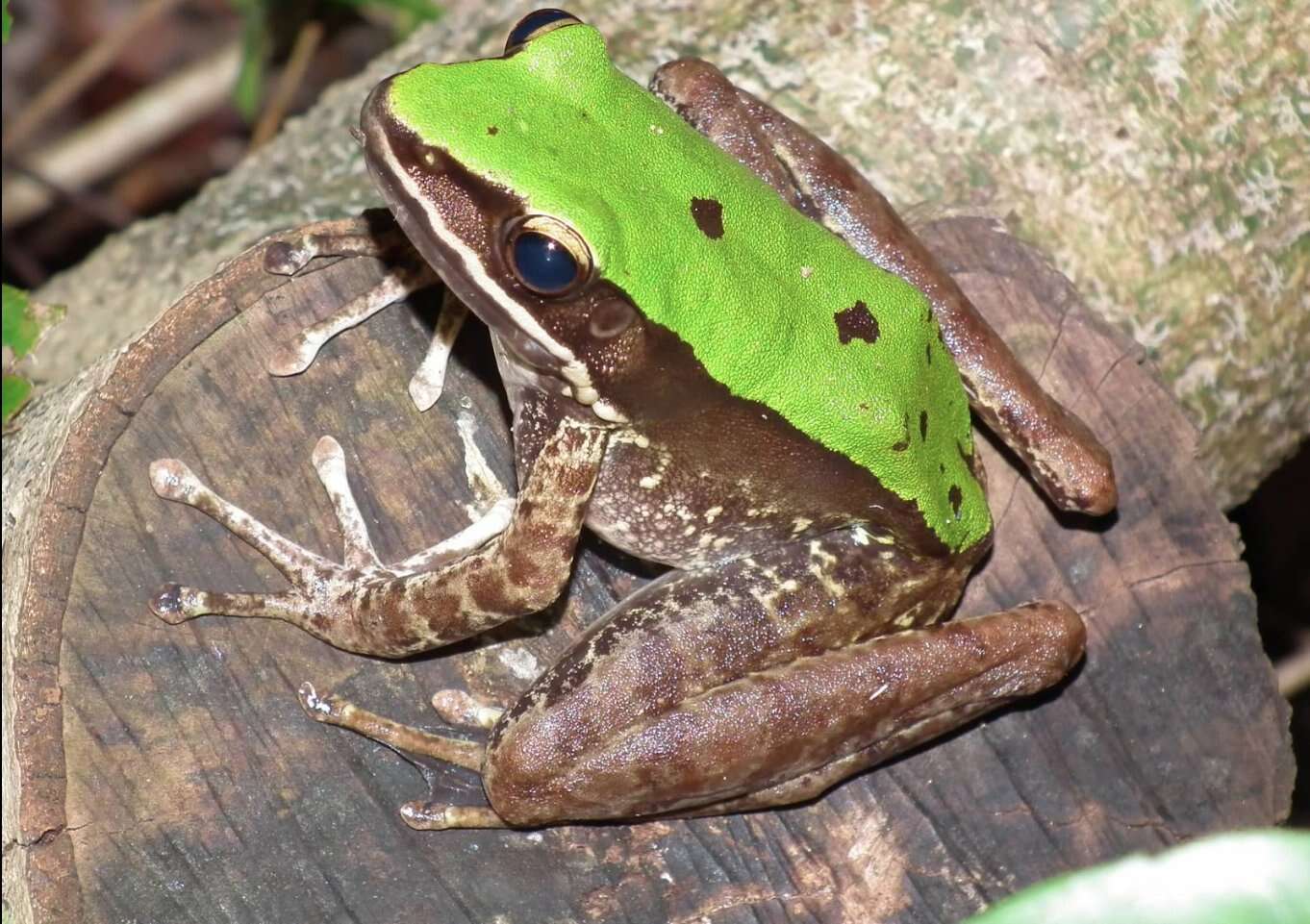 Image of large odorous frog