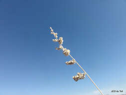 Image of African lovegrass