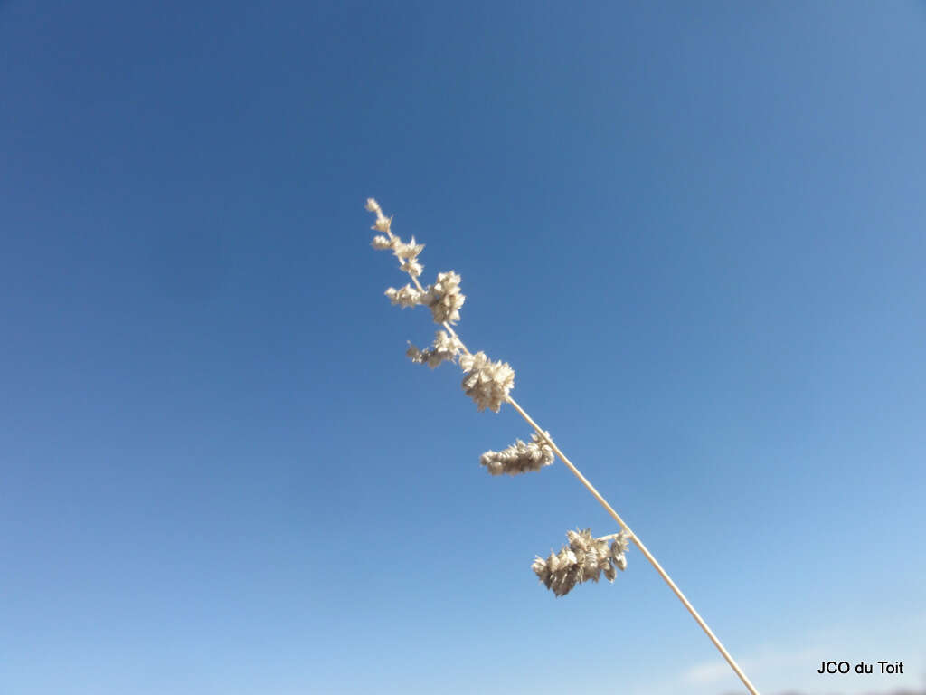 Image of African lovegrass