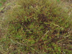 Image of Hermannia multiflora Jacq.