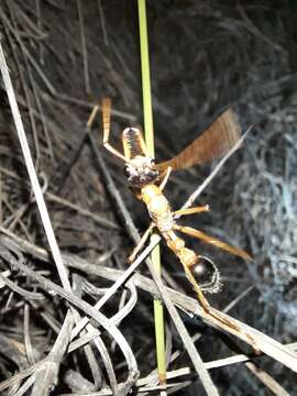 Image of Myrmecia desertorum Wheeler 1915