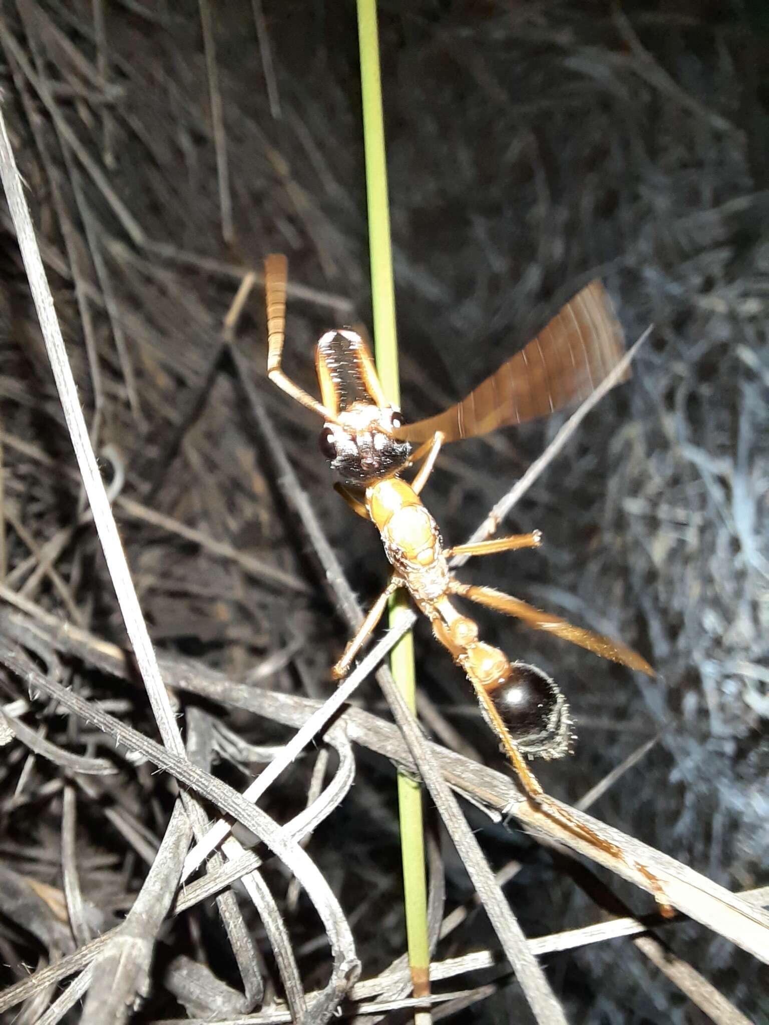 صورة Myrmecia desertorum Wheeler 1915