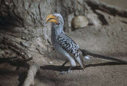 Image of Southern Yellow-billed Hornbill