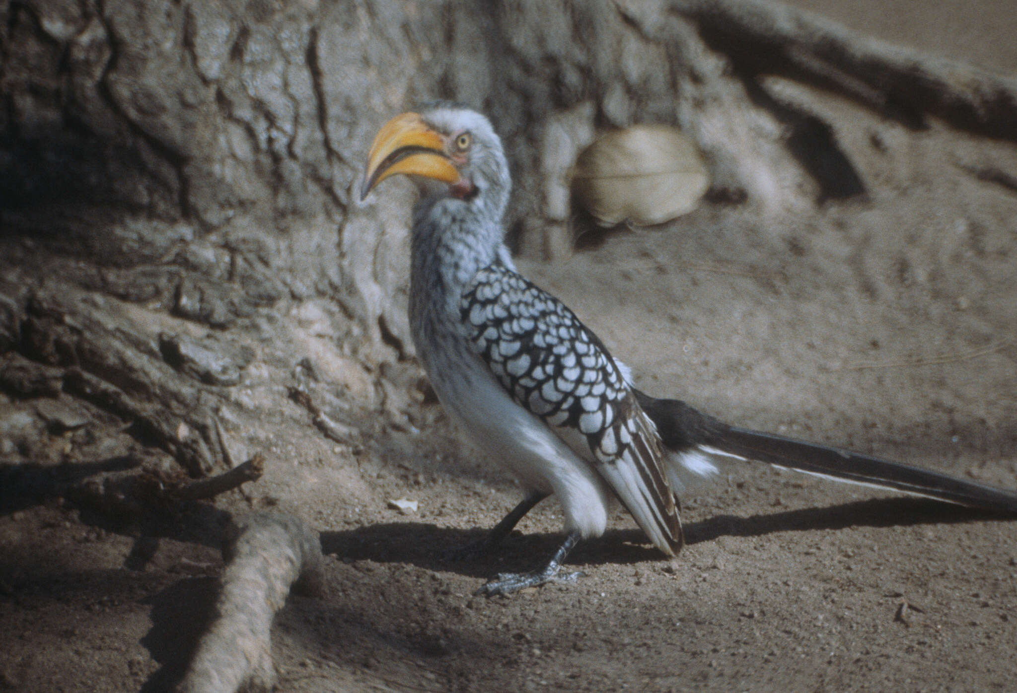 Image of Southern Yellow-billed Hornbill