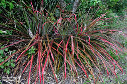 Plancia ëd Bromelia pinguin L.