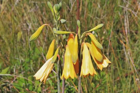 Слика од Blandfordia grandiflora R. Br.