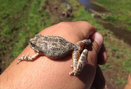 Image of California Chorus Frog