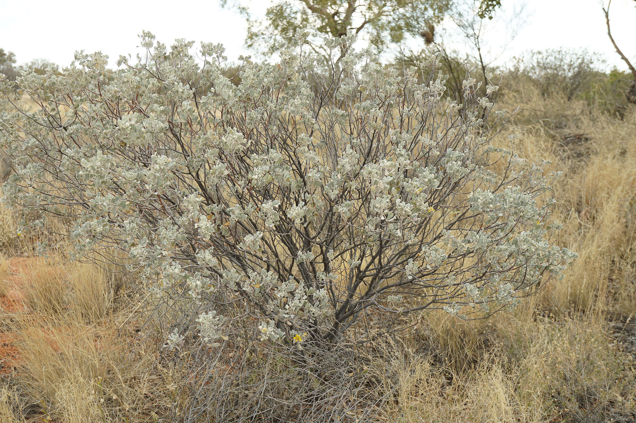 Слика од <i>Senna artemisioides</i> subsp. <i>helmsii</i>