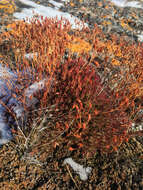 Image of Matted Saxifrage