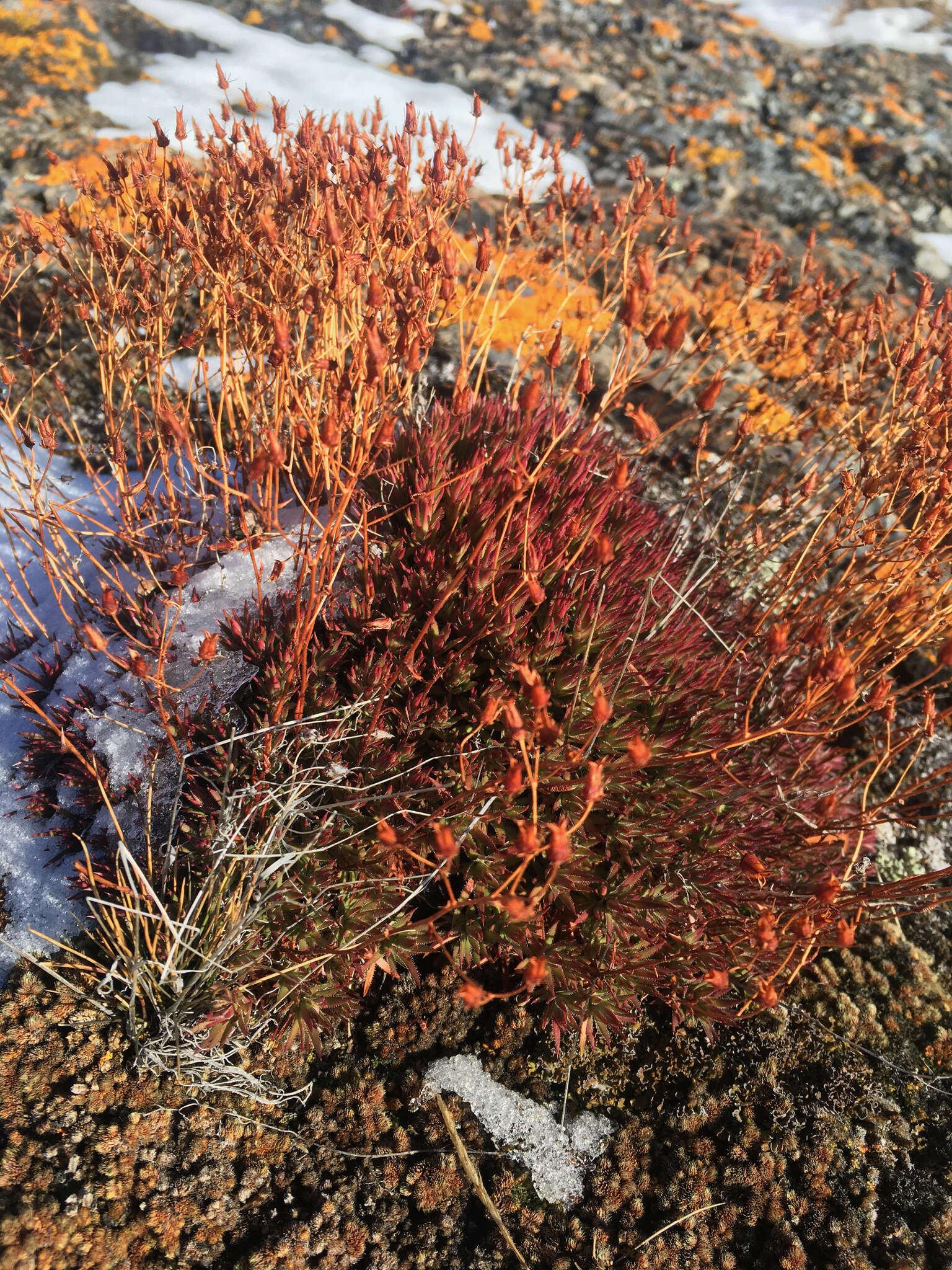 Image of Matted Saxifrage