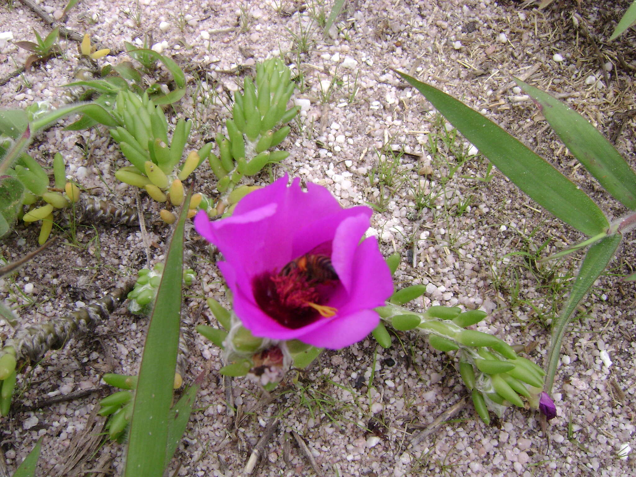 Image of Portulaca werdermannii v. Poelln.