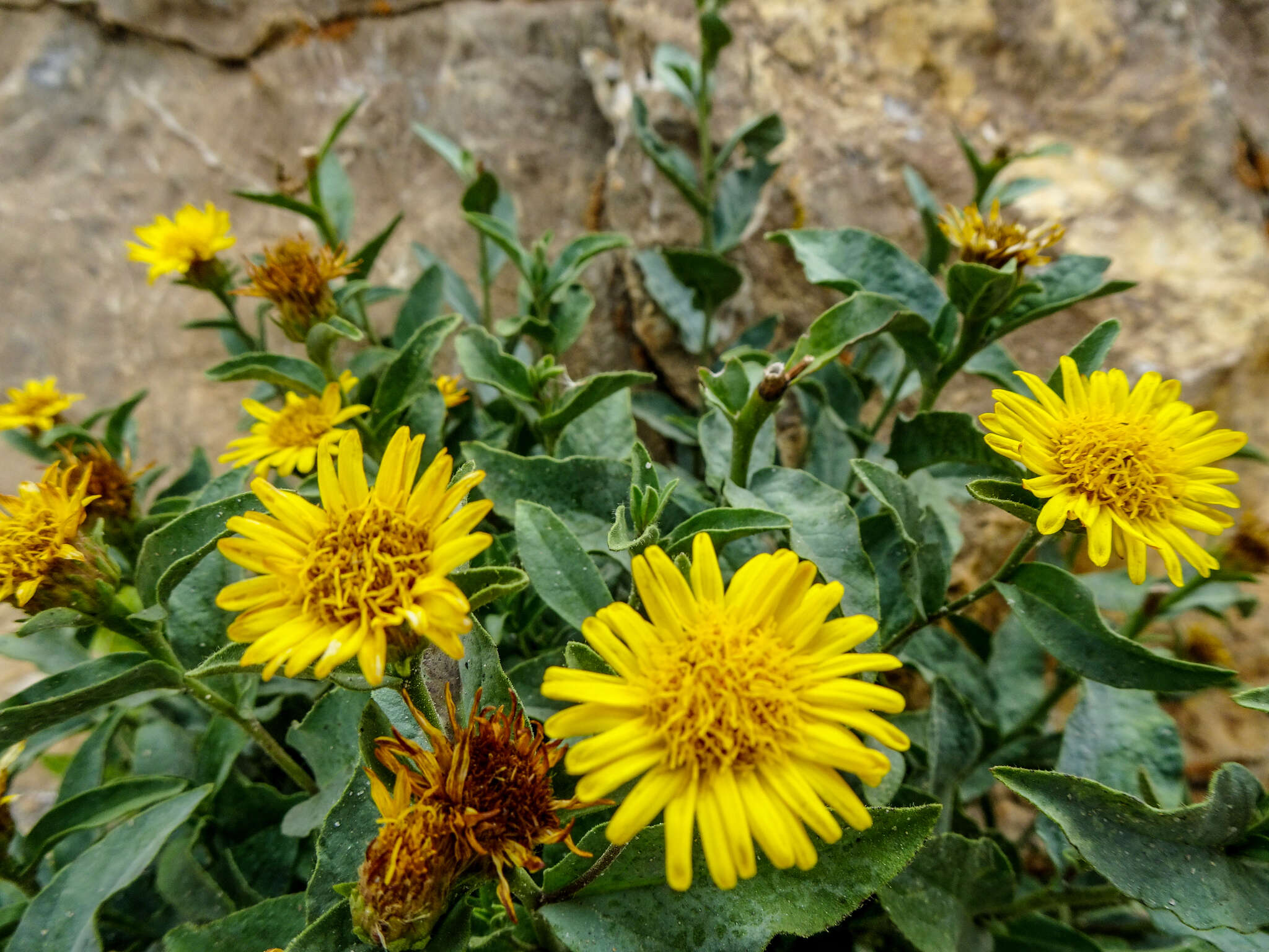 Imagem de Inula obtusifolia A. Kerner