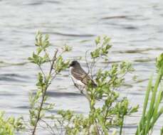 Image of Eastern Kingbird