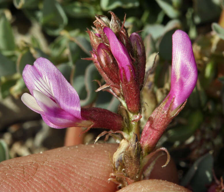 صورة Astragalus cimae var. sufflatus Barneby