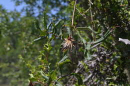 Image of Mutisia araucana Phil.